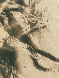 a black and white photo of a tree